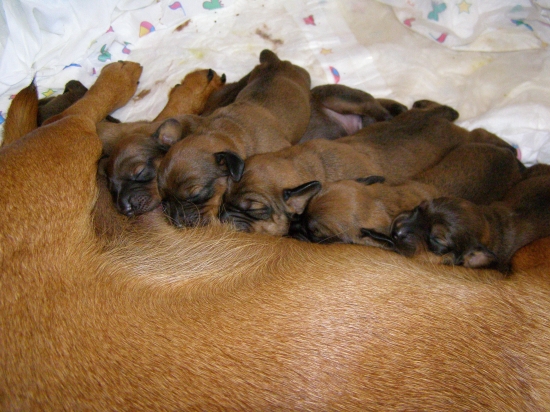 Bona Kostolný Háj a jej potomstvo 2