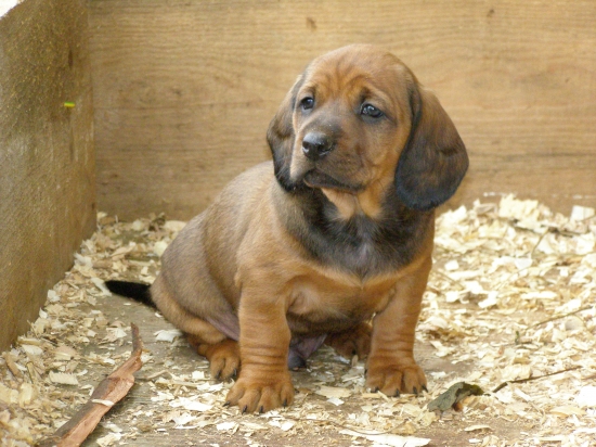 Ajax z Jahodníckych Hájov