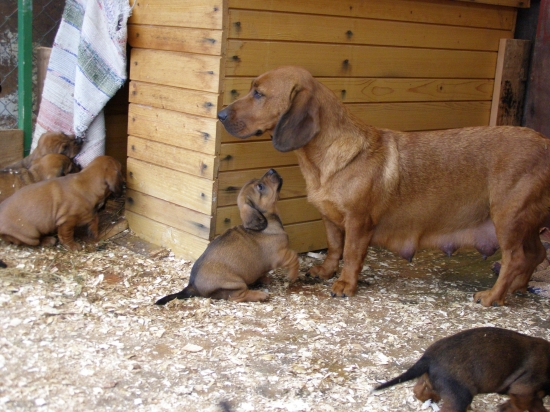 Chovná stanica z Jahodníckych Hájov
