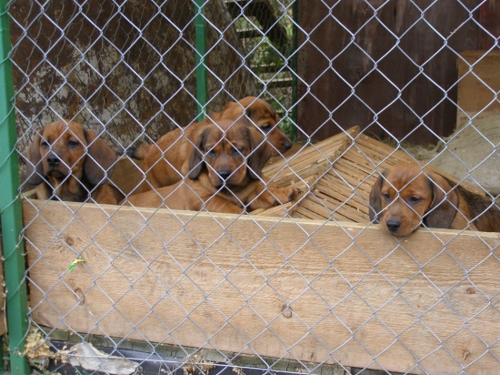 Chovná stanica z Jahodníckych Hájov