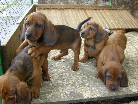 Chovná stanica z Jahodníckych Hájov
