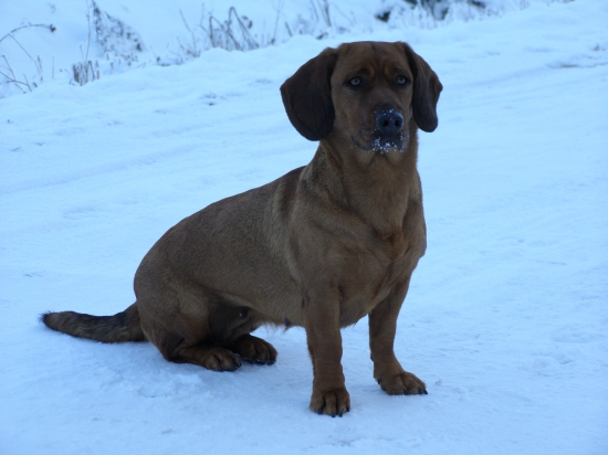 AJD-Bona Kostolný Háj
