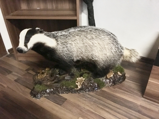 Jazvec konečne doma