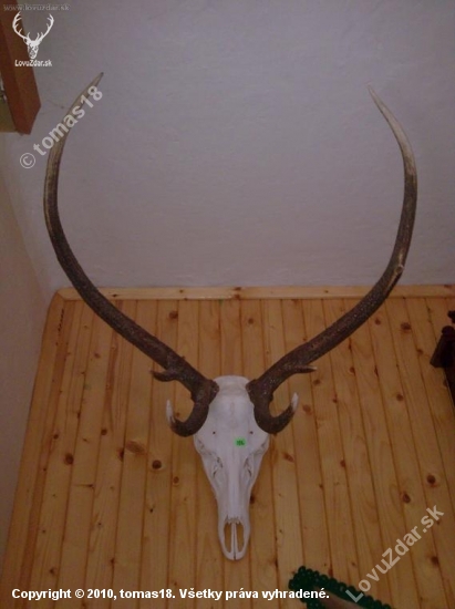zrazený autom