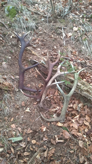 Na prechádzke lesom