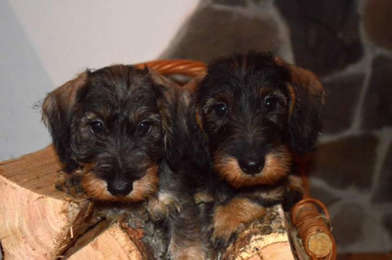 Alma a Aaron (chs. HASAJA)