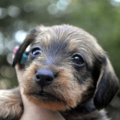 By my friend Cell HASAJA