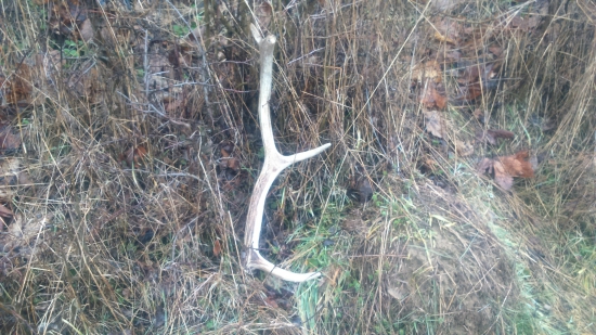 Dnešný ale minuloročny