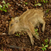 úhyn