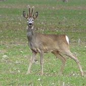 Výstavný postoj