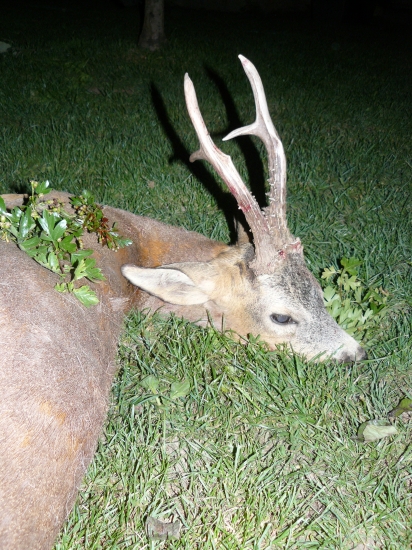 Úlovok nášho hosťa.