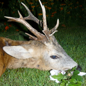 Nedá mi ešte jeden detail.