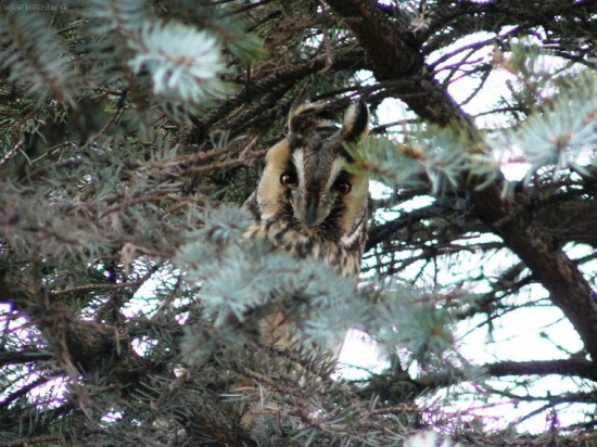 Myšiarka Ušatá (Asio Otus)