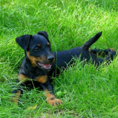 môja nová sučka - AMBRA