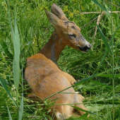 Po zrážka z autom vratená späť do prírody.