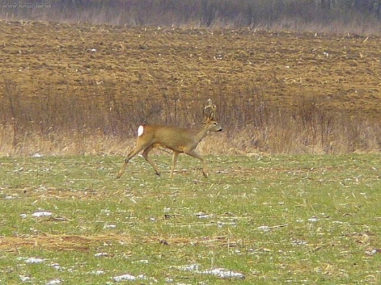 Z lokality kde som ulovil duriacich psov