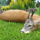 Ďaľšia 3 V.T. z nášho PR