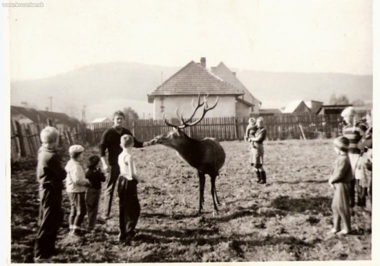 Jeleň Ďuro