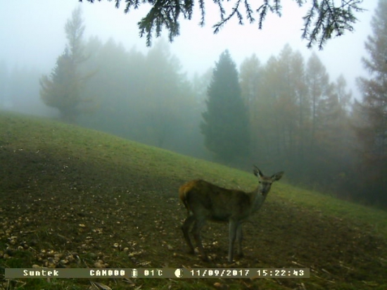 Jelienčatko na zemiakoch