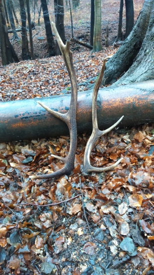 Prve síce vlaňajšie ale potešili