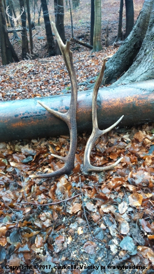 Prve síce vlaňajšie ale potešili