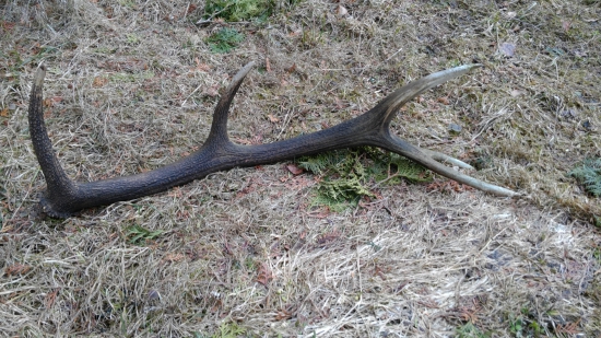 Vlaňajší 10-torák