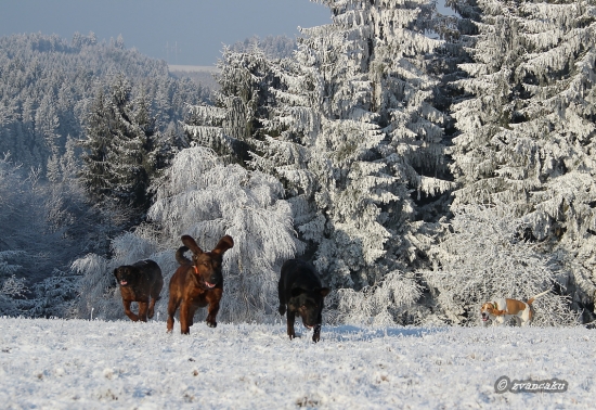 dočkali jsme se zimy ...