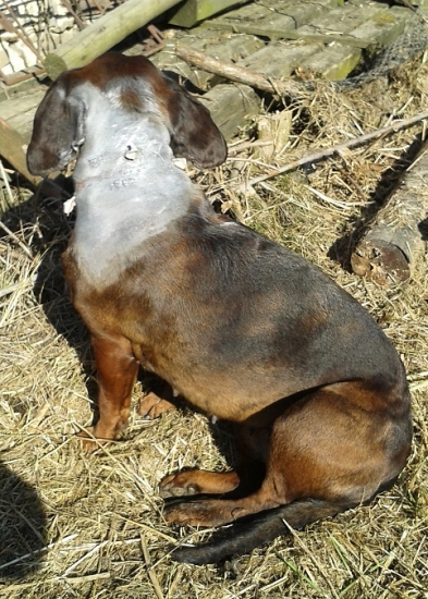 když se fenky nepohodnou...