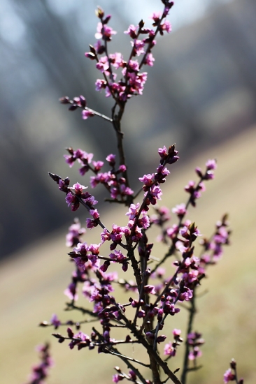 první kvetoucí keříčky