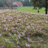 na koniklecích II