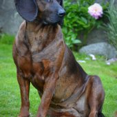 Orinka