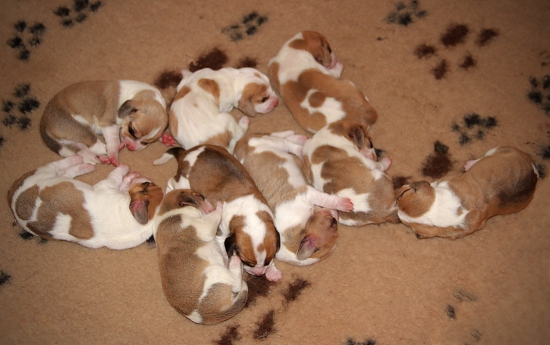 naše švycká devítka