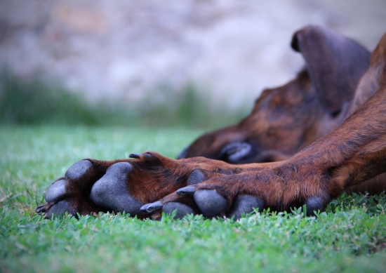 čí jsou to tlapičky ?