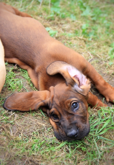 Brownie z Vančáku - 8 týdnů