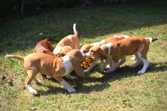 dostali jsme novou hračku