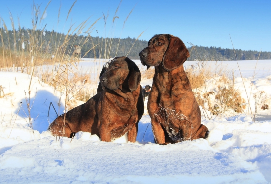 tříkrálová procházka