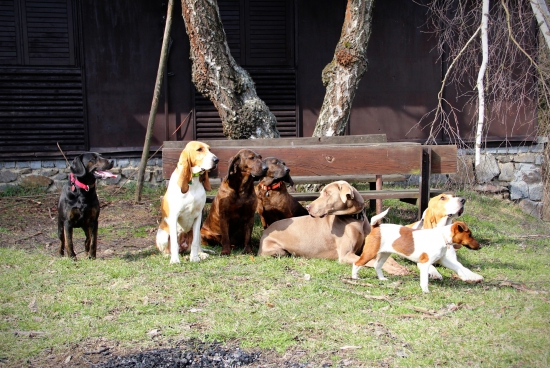 smečka se nám rozrostla :)