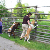 návštěva obory