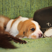 schwyzer laufhund