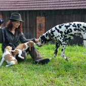 nový člen honičské smečky ...