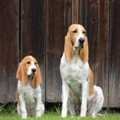 jako přes kopírák