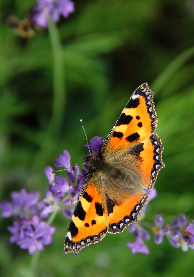 Babočka kopřivová