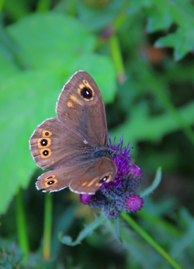 Okáč ječmínkový