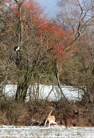 kam se ta kočička ztratila?