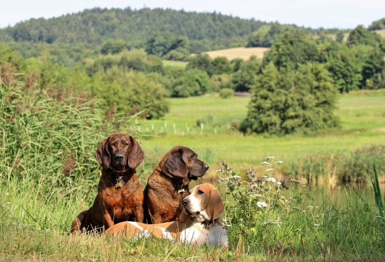 s děvčaty na vycházce