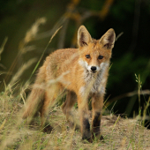 kmotrička maličká