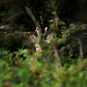 hráme schovávačku