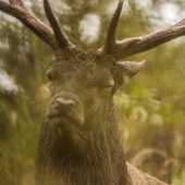 profilovka cez kríky v daždi