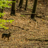 kvalita nic moc ale zazitok krasny