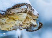 Kôrovník dlhoprstý(Certhia familiaris)
